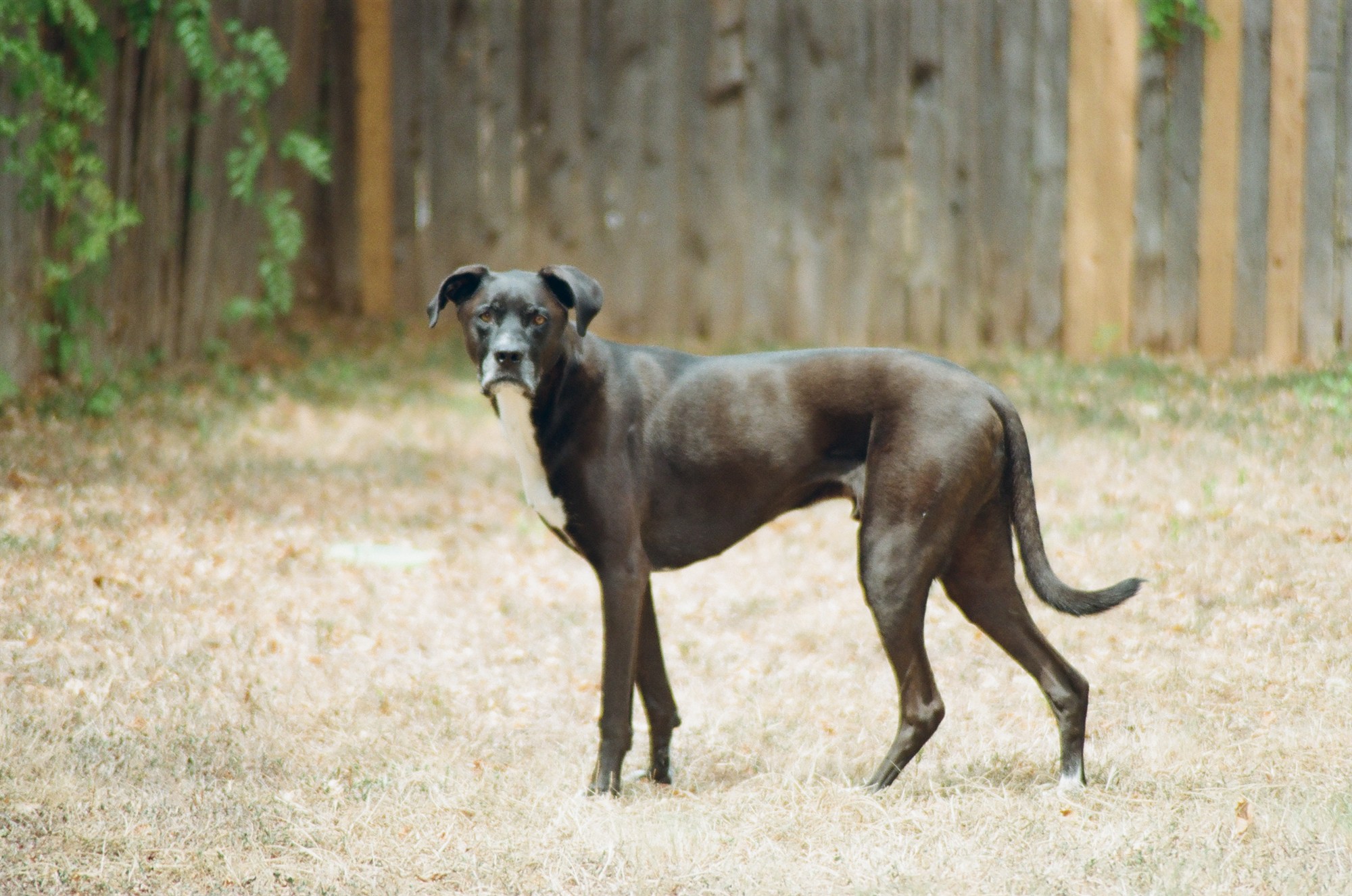 A dog standing in a dry yard by a wood fence
