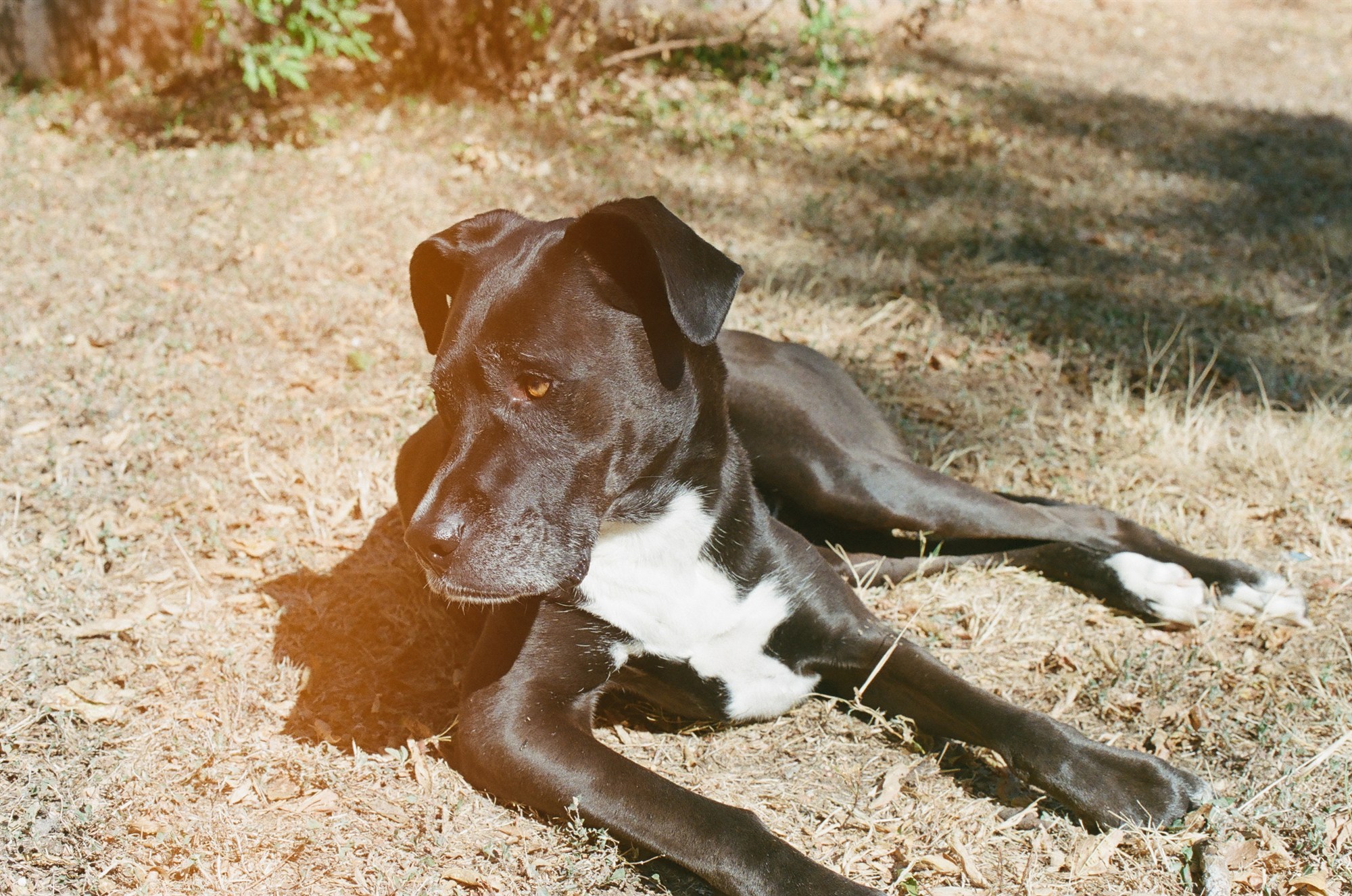 A dog lying in dappled shade on dry grass