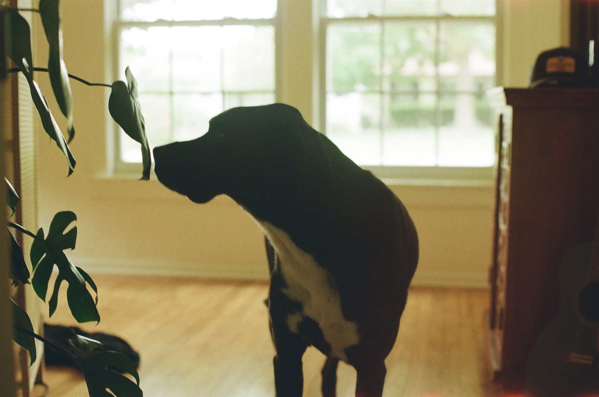 A dog silhouetted against bright windows