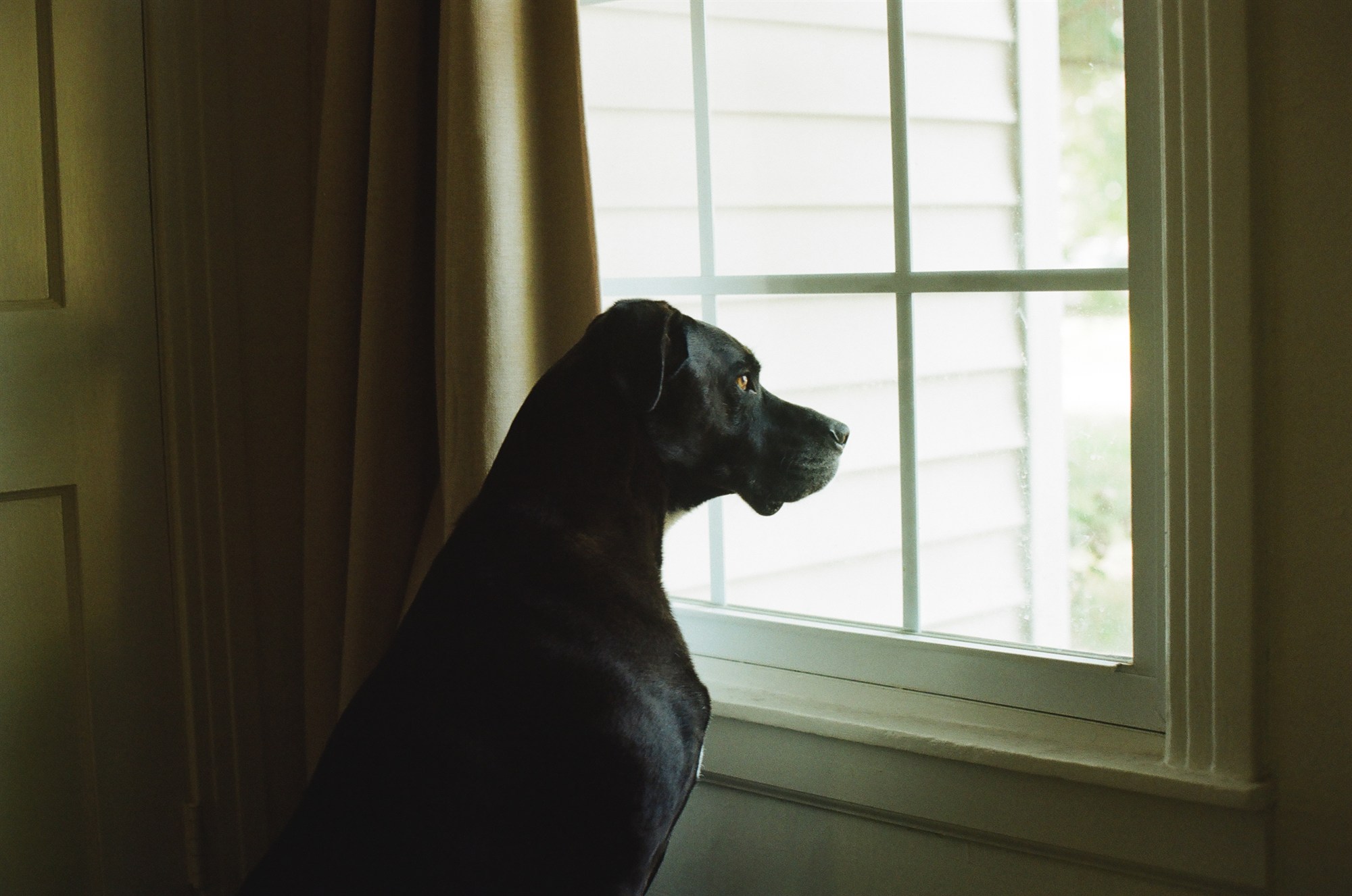 A dog in profile at a bright window